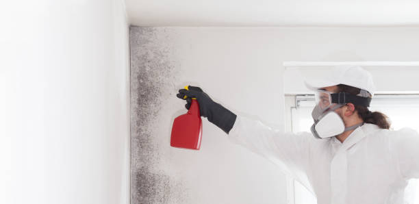 Best Attic Mold Remediation in Wamac, IN
