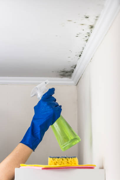 Best Crawl Space Mold Remediation in Wamac, IN